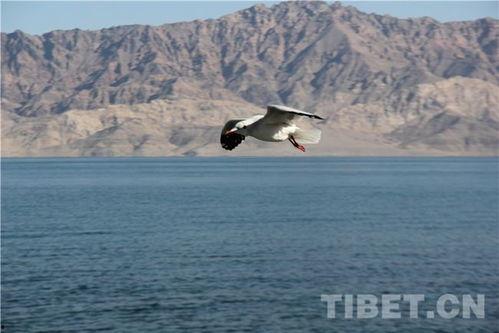班公错视频,探寻神秘湖泊的奇幻之旅